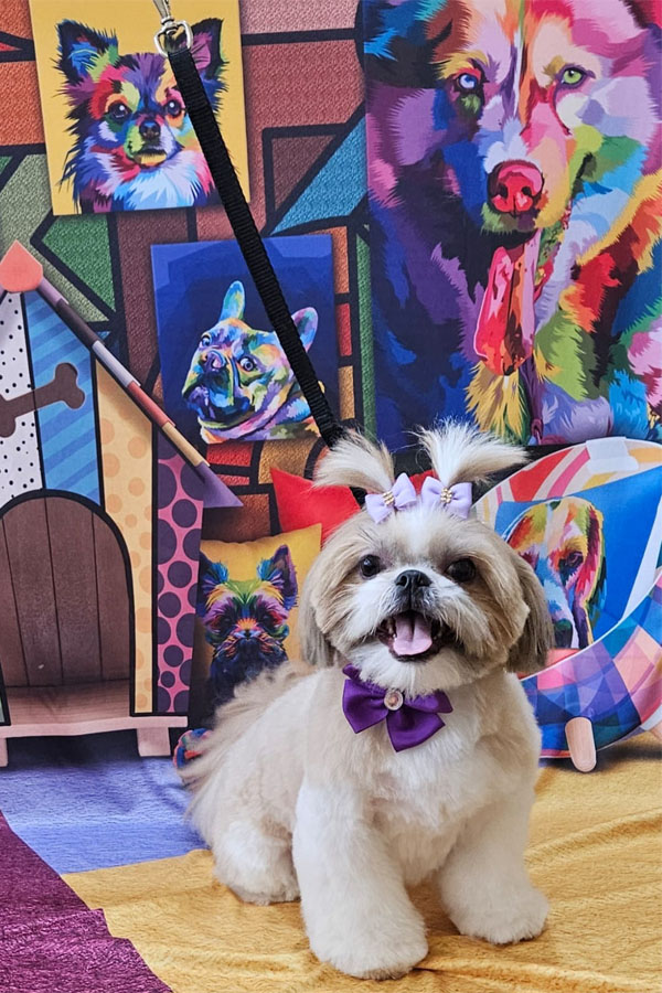 Banho e Tosa em Guarulhos com Leva e Traz | Fred Studio Pet Banho e Tosa em Guarulhos com Leva e Traz | Fred Studio Pet