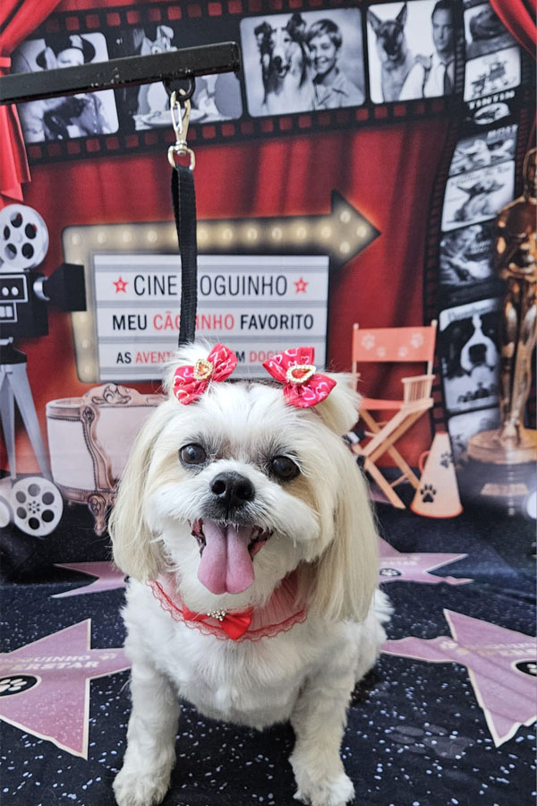 Banho e Tosa em Guarulhos com Leva e Traz | Fred Studio Pet Banho e Tosa em Guarulhos com Leva e Traz | Fred Studio Pet