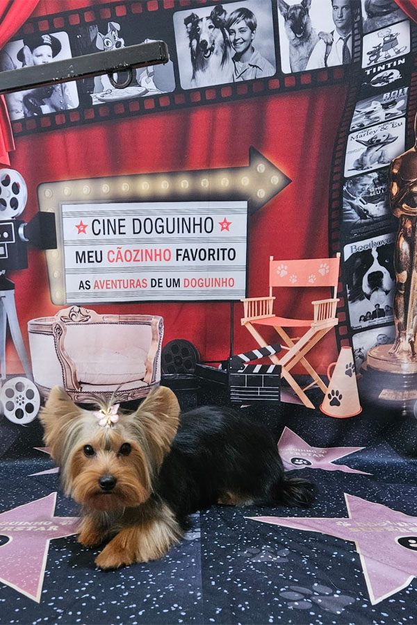 Banho e Tosa em Guarulhos com Leva e Traz | Fred Studio Pet Banho e Tosa em Guarulhos com Leva e Traz | Fred Studio Pet