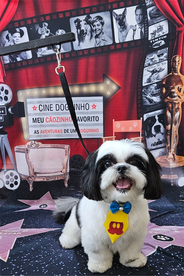 Banho e Tosa em Guarulhos com Leva e Traz | Fred Studio Pet Banho e Tosa em Guarulhos com Leva e Traz | Fred Studio Pet