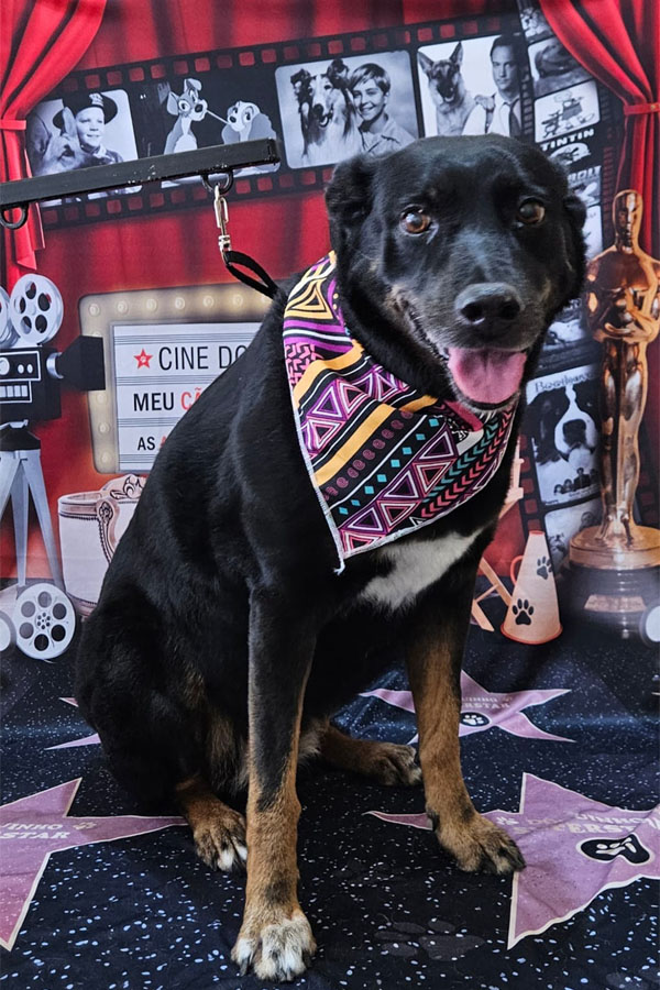 Banho e Tosa em Guarulhos com Leva e Traz | Fred Studio Pet Banho e Tosa em Guarulhos com Leva e Traz | Fred Studio Pet