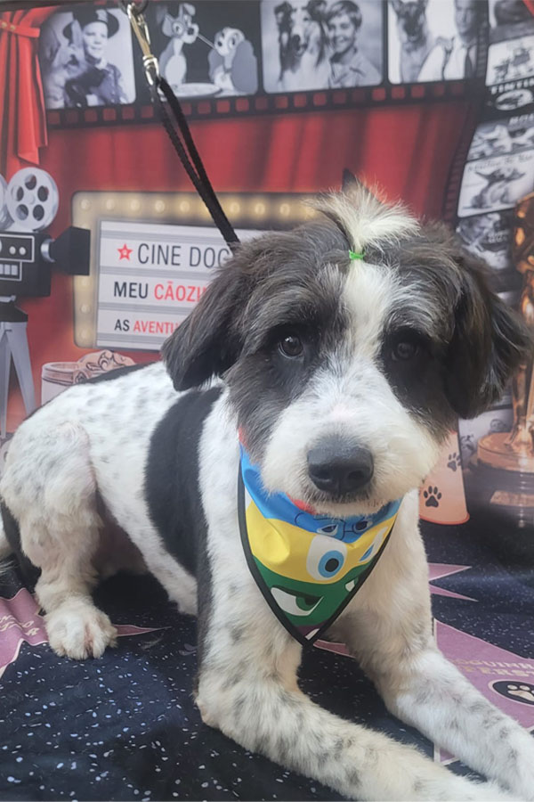 Banho e Tosa em Guarulhos com Leva e Traz | Fred Studio Pet Banho e Tosa em Guarulhos com Leva e Traz | Fred Studio Pet