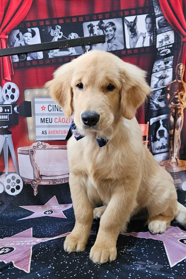 Banho e Tosa em Guarulhos com Leva e Traz | Fred Studio Pet Banho e Tosa em Guarulhos com Leva e Traz | Fred Studio Pet