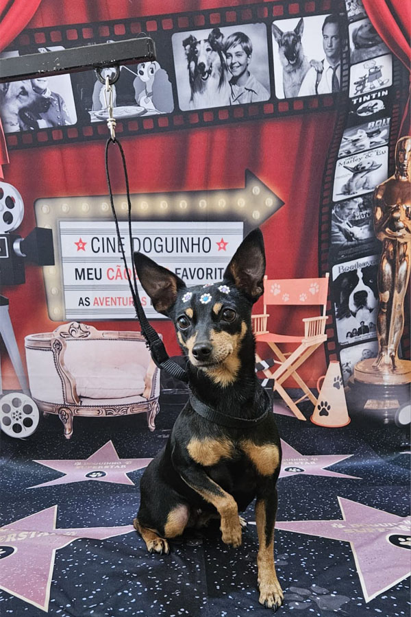 Banho e Tosa em Guarulhos com Leva e Traz | Fred Studio Pet Banho e Tosa em Guarulhos com Leva e Traz | Fred Studio Pet