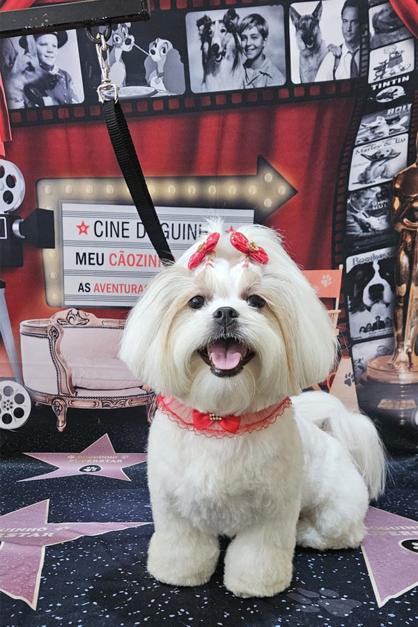 Banho e Tosa em Guarulhos com Leva e Traz | Fred Studio Pet Banho e Tosa em Guarulhos com Leva e Traz | Fred Studio Pet